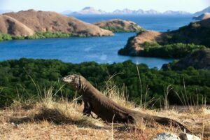 Taman Nasional Komodo: Keajaiban Alam yang Menggugah Jiwa