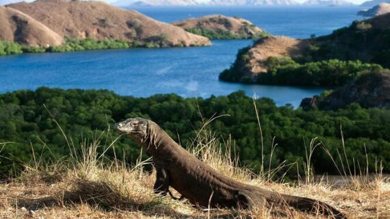 Taman Nasional Komodo Kembali Dikaji untuk Penutupan Aktivitas Wisata, Tujuan Pemulihan dan Konservasi