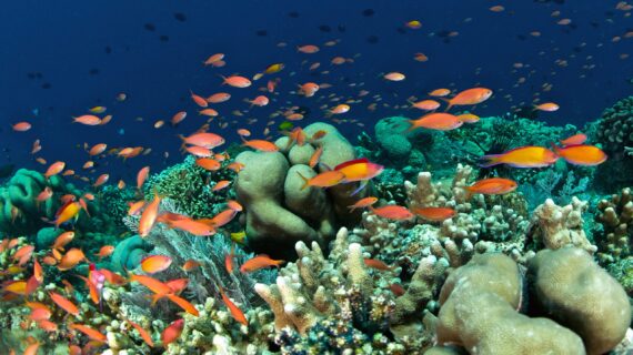 Bunaken: A Luxurious Dive into Indonesia’s Marine Paradise