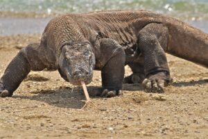 Wisata Komodo di Cagar Alam Wae Wuul: Potensi dan Tantangan