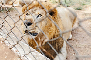 The Complexities of Animal Captivity: A Global Perspective